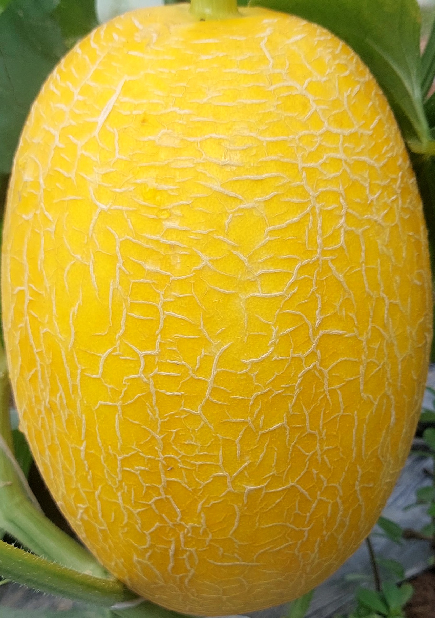 Dưa lưới Huỳnh Long